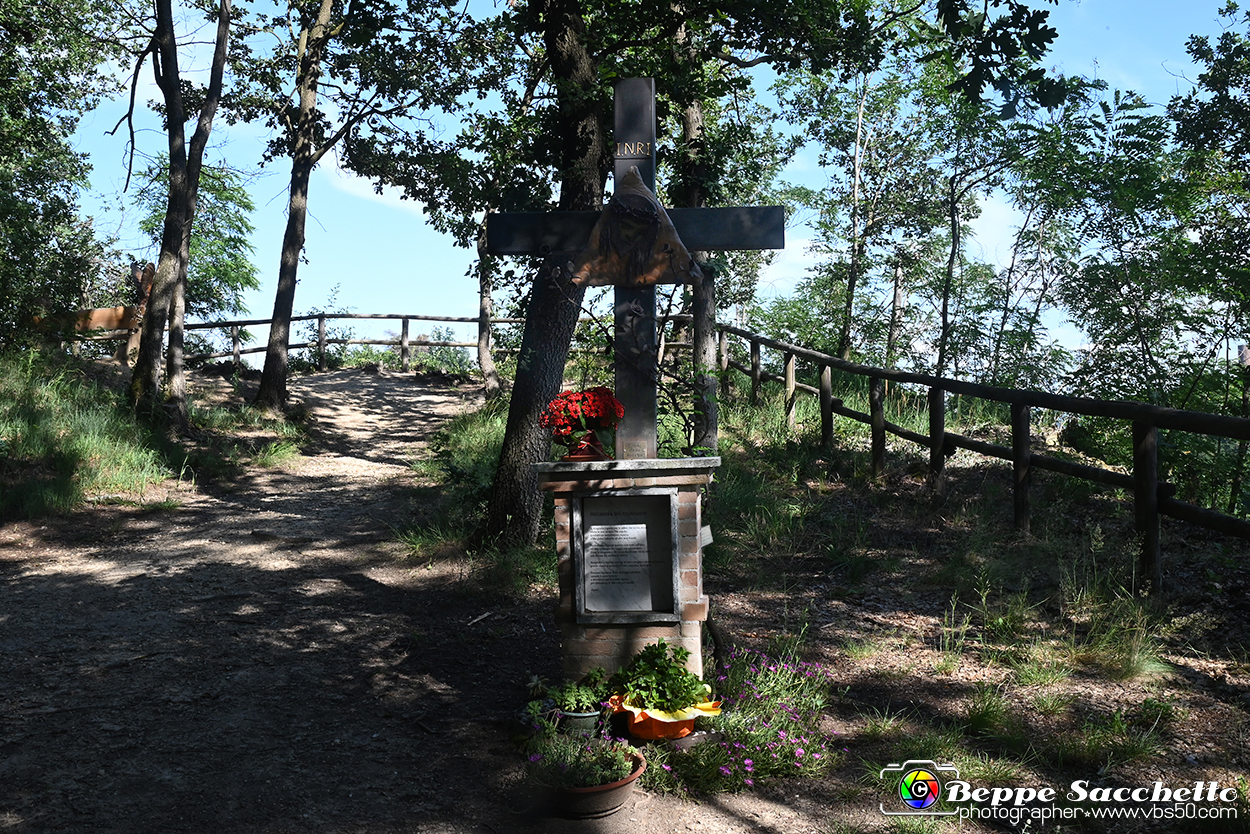 VBS_4709 - Il bosco fatato - Montaldo Roero.jpg